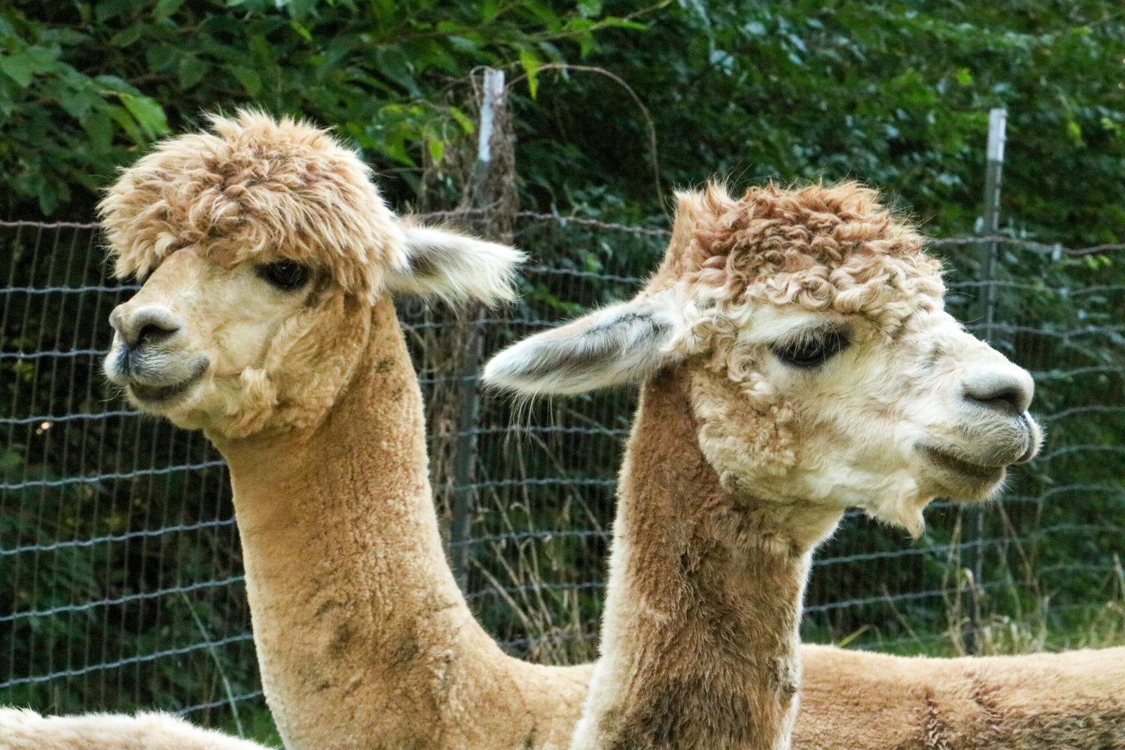 alpaca 1