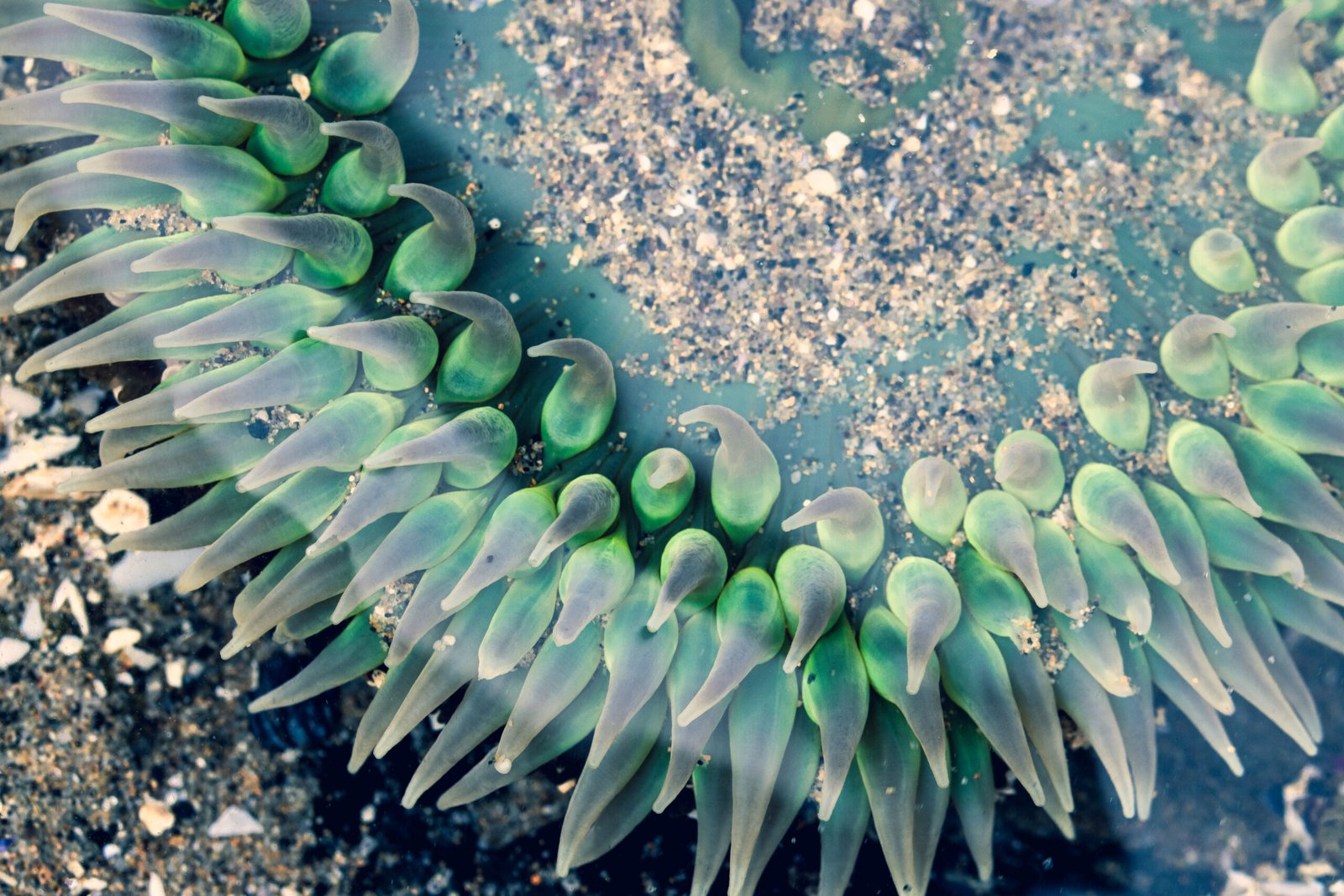 anemone tendrils 2