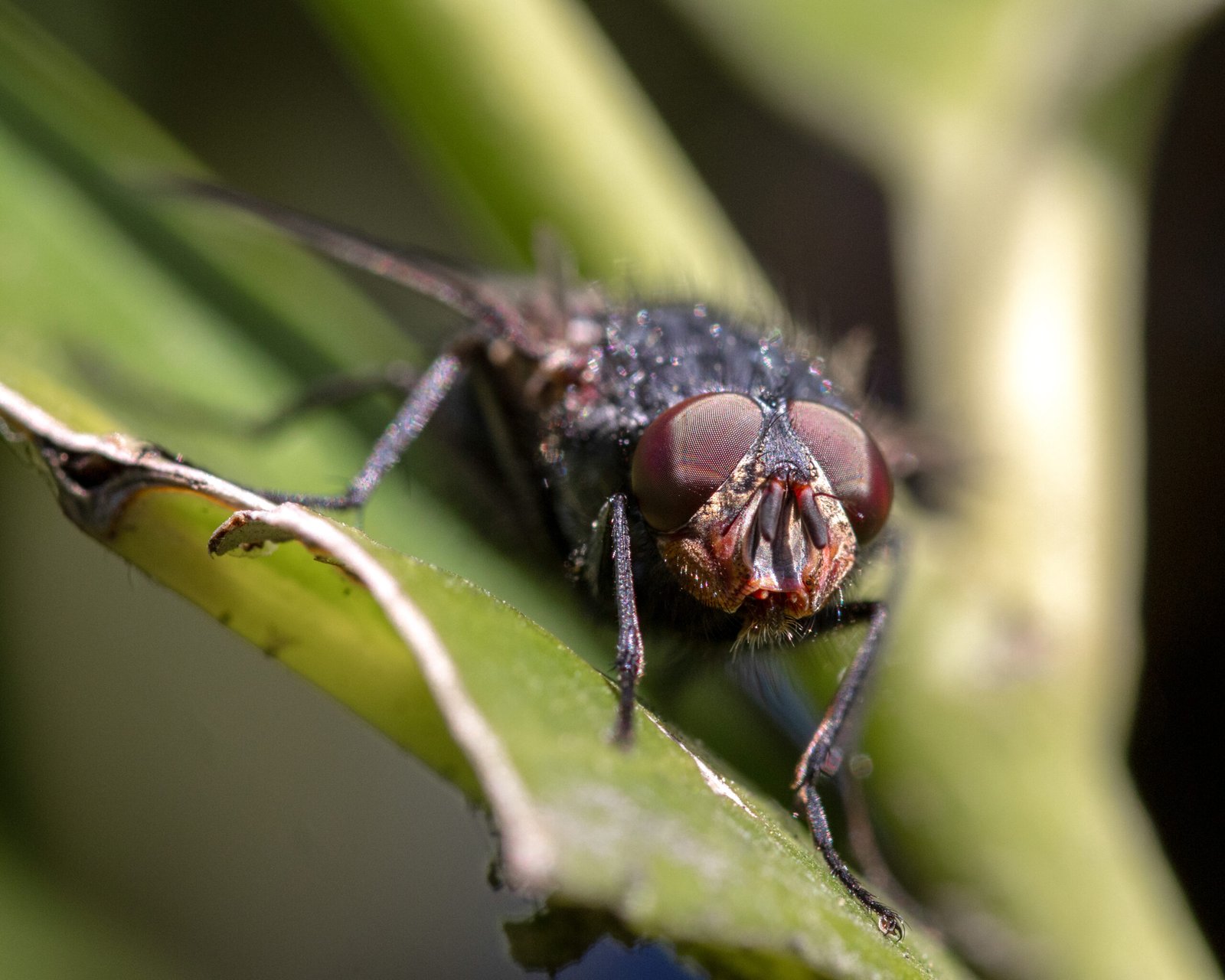 brundle fly fixed shadows