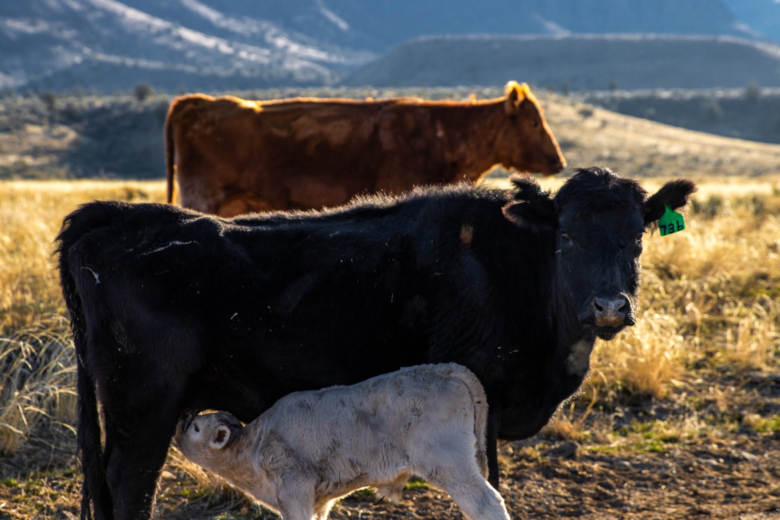 cow feeding