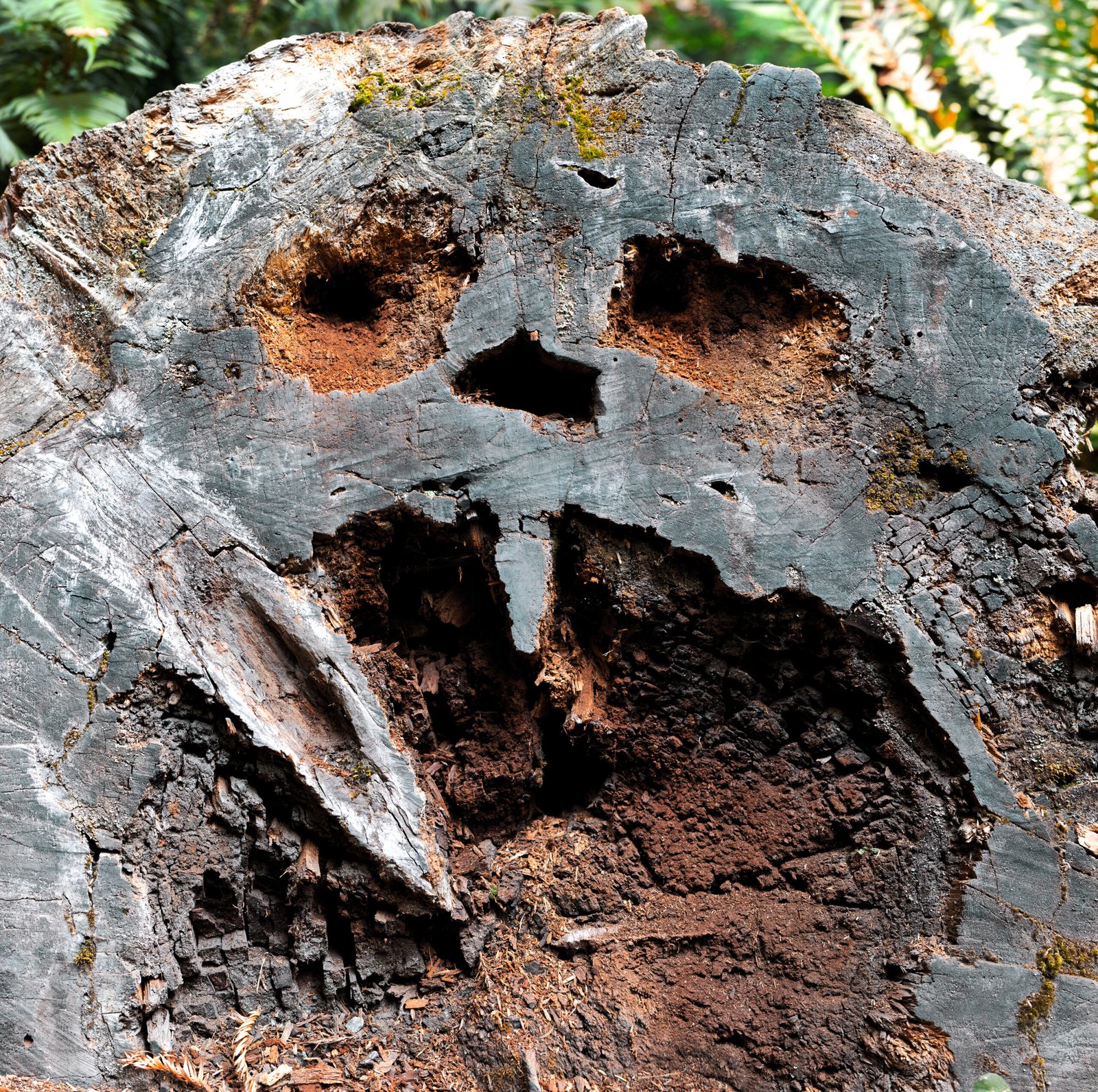 hell stump