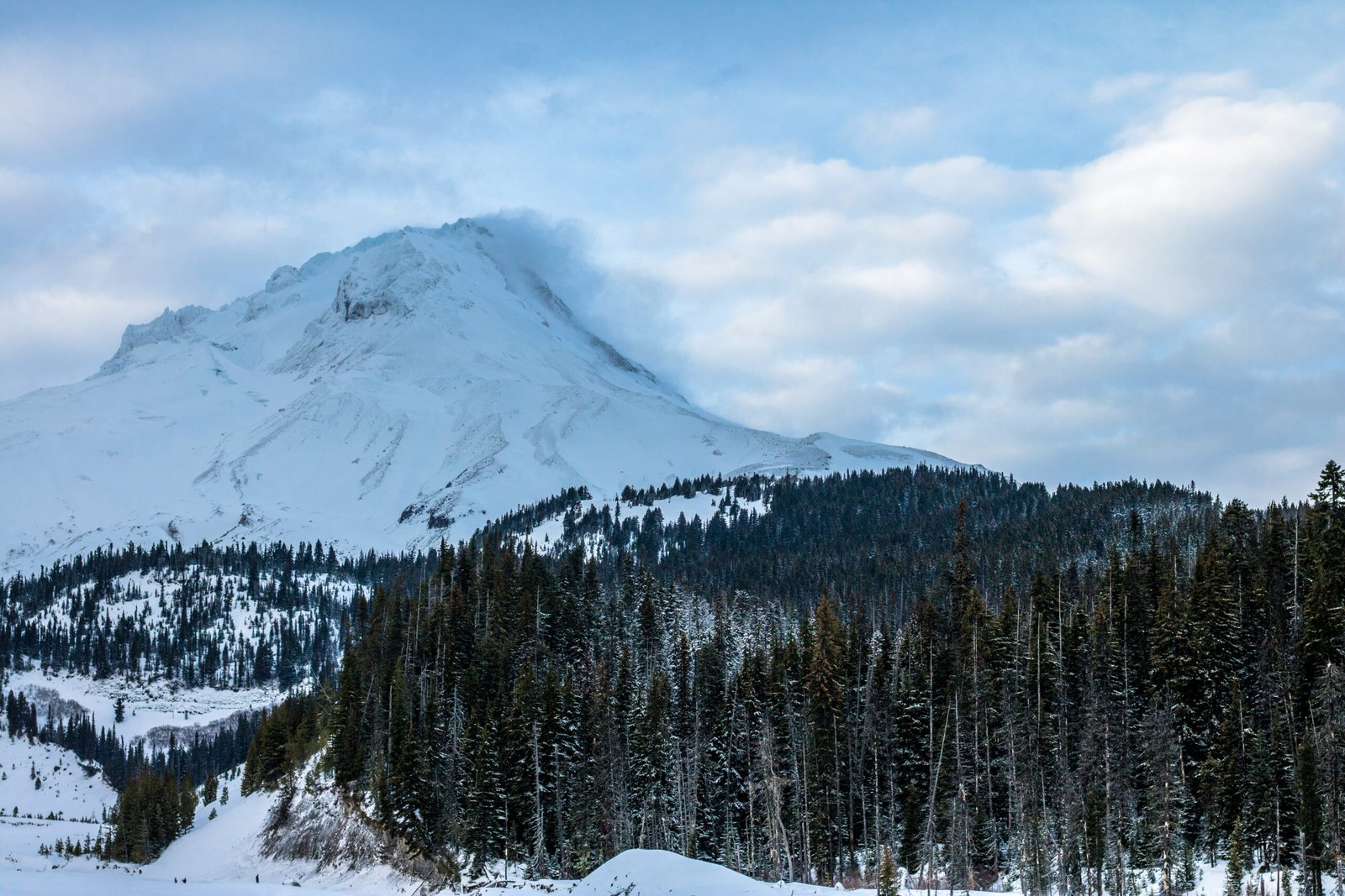 mt. hood trees copy