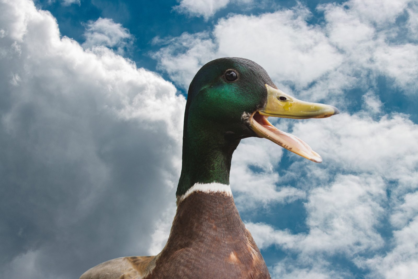 ps duck