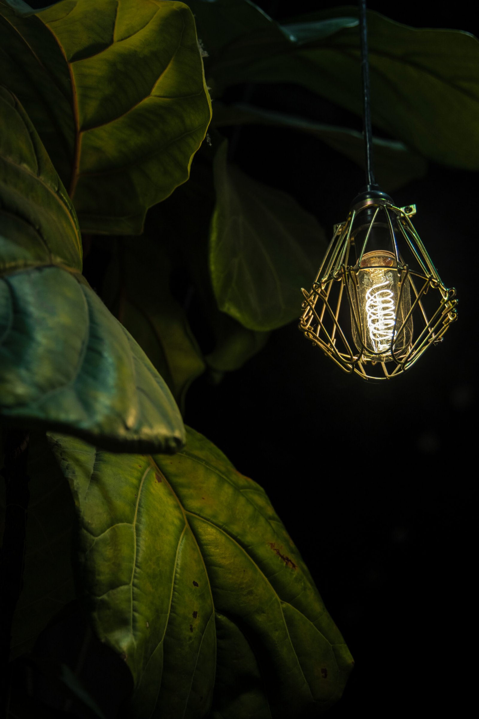 plant light