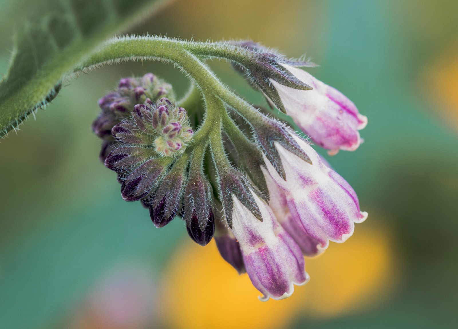 purple spiral