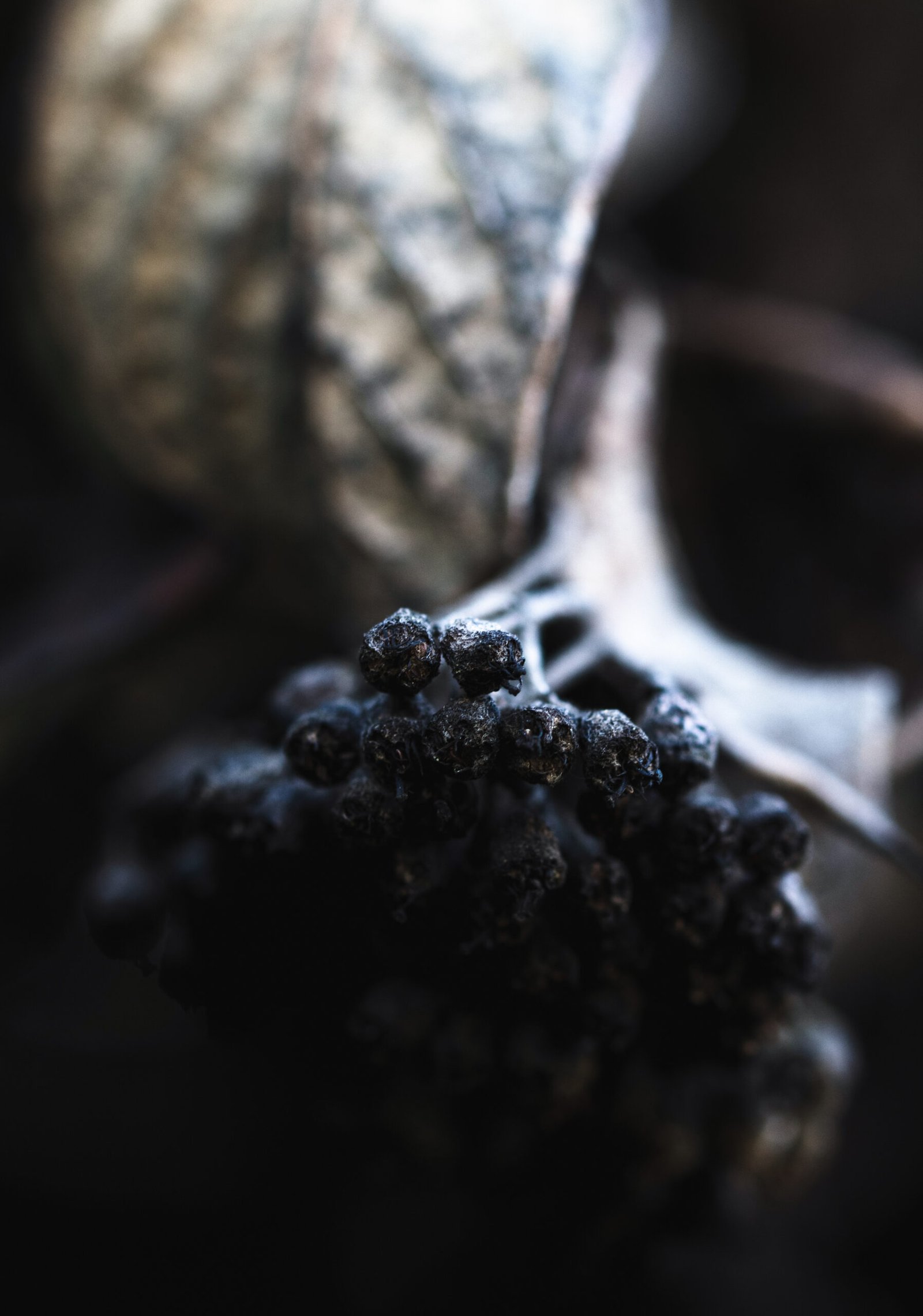 rotten berries