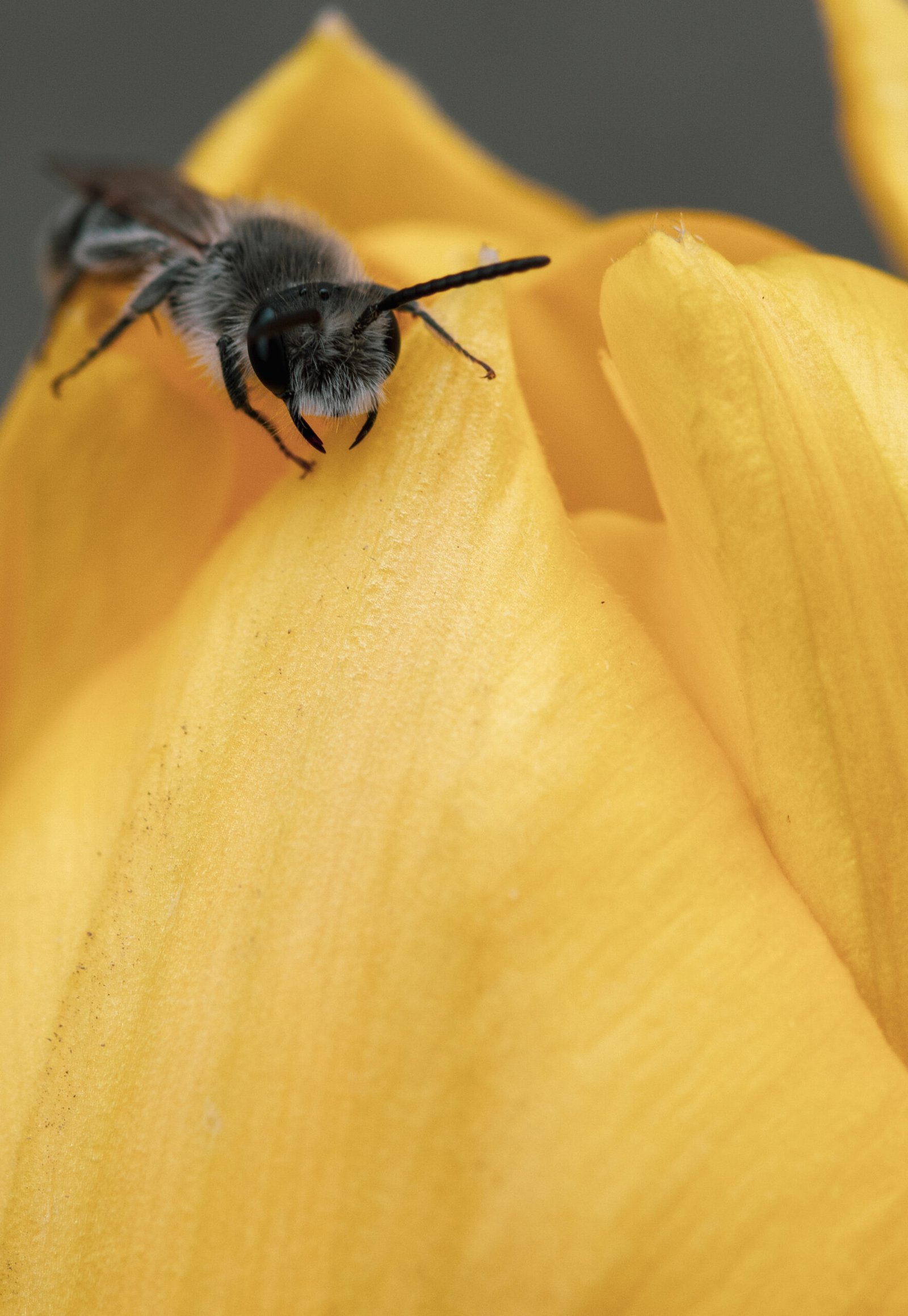 tulip bro 2